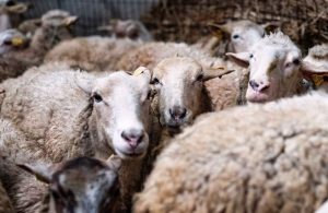 Con dictamen favorable, la Ley Ovina se tratar&aacute; en la C&aacute;mara de Diputados