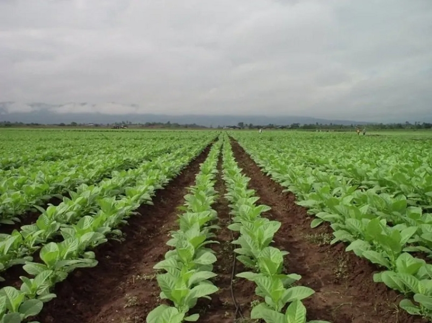 El Gobierno transfiri&oacute; m&aacute;s de $2.394 millones del Fondo Especial de Tabaco