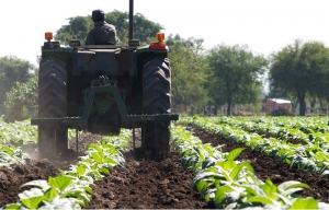 13 mil hect&aacute;reas juje&ntilde;as ser&aacute;n cultivadas con tabaco en esta campa&ntilde;a