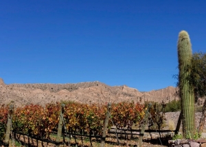 Fuerte inversi&oacute;n del sector privado afianza la ruta del vino en Jujuy