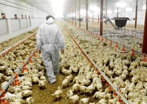 Por un caso de gripe aviar altamente pat&oacute;geno, Argentina suspende las exportaciones de pollo y huevo