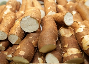 Mandioca, alternativa para agricultores familiares