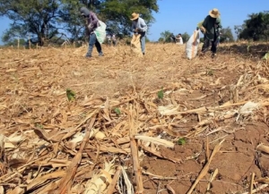 Productores afectados por la sequ&iacute;a recibieron subsidios