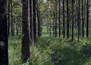 Oportunidades de Negocios Argentina &ndash; Portugal en Foresto Industria