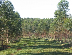 Apoyo foresto-industrial al &ldquo;Seguro Verde&rdquo;