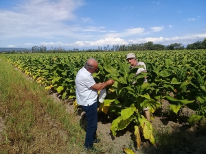 Resultados satisfactorios de la segunda etapa del ensayo de tabaco